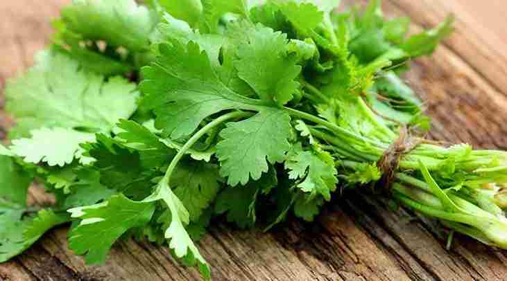 Coriander 